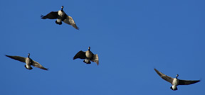 Geese Incoming- Great READY